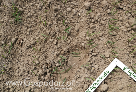 Nawożenie azotowe pszenicy ozimej