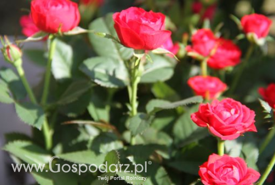 Walentynki, czyli święto zakochanych