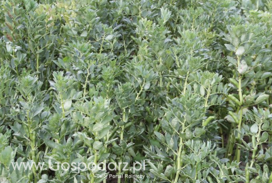 Nowe odmiany roślin pastewnych w krajowym rejestrze COBORU