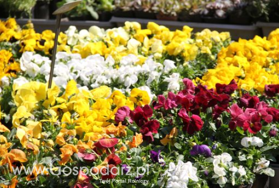 Wiosna zaczyna się bratkami, stokrotkami i prymulkami