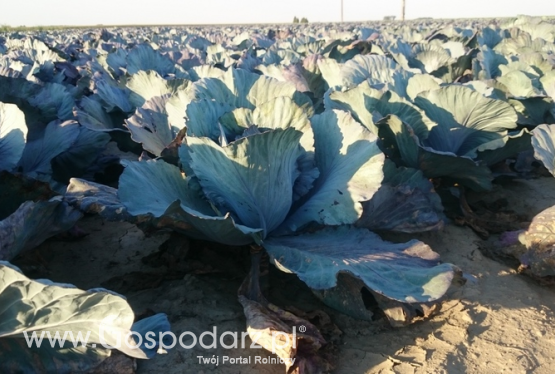 Ocena opłacalności produkcji rolniczej