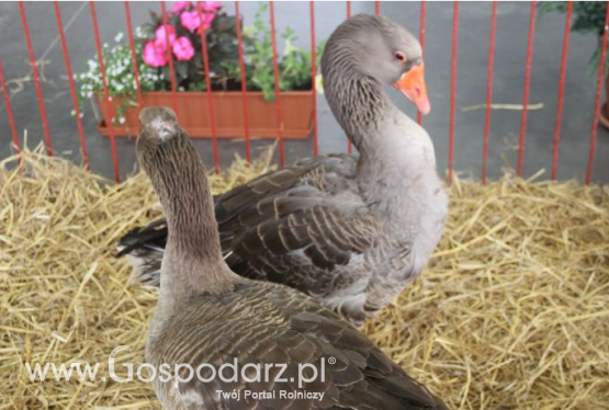 Ceny drobiu i produktów drobiowych w Polsce (05.08.2018)