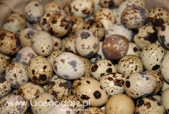 Czas na jaja przepiórcze