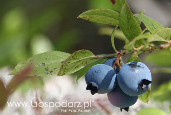 Smak leśnych jagód też kojarzy Ci się z wakacjami? Uważaj na bąblowicę!