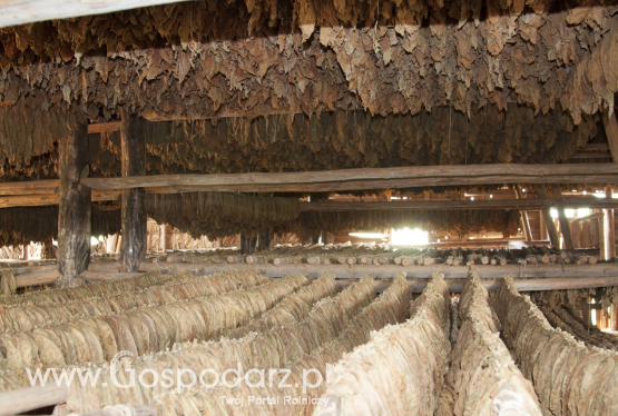 Polski przedstawiciel w grupie roboczej Copa-Cogeca ds. tytoniu