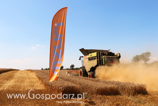 Rekord Polski plonu pszenicy 2020