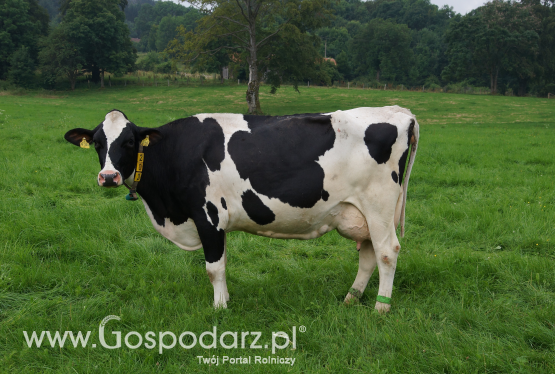 Nowe cechy w ocenie wartości hodowlanych dla polskiej rasy holsztyńsko-fryzyjskiej
