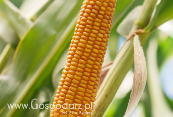 Kukurydza SM KURANT - zgłoszony do Złoty Medal Polagra Premiery 2020