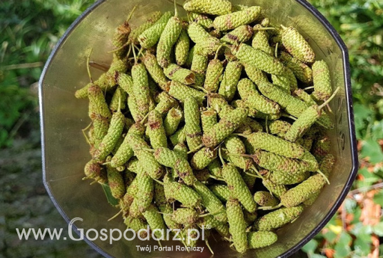 Trudny zbiór nasion brzozy