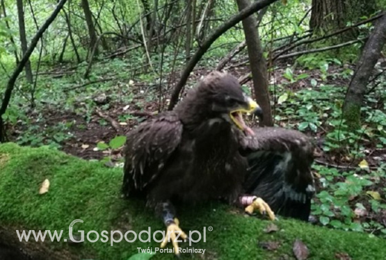 Zaobrączkowano młodego orlika