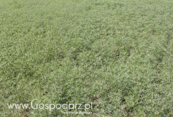 Nowe odmiany roślin pastewnych w krajowym rejestrze COBORU