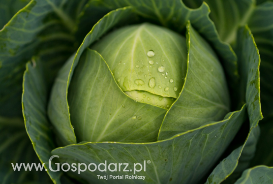 Tipburn – jak uniknąć strat w plonie?