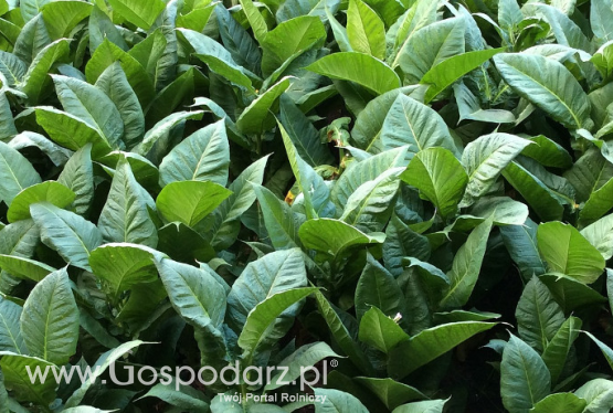 Pomoc dla producentów tytoniu