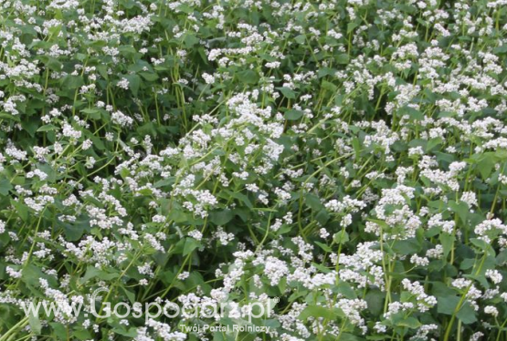 Monitoring dla gryki