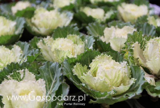 Kapusta ozdobna (Brassica oleracea)