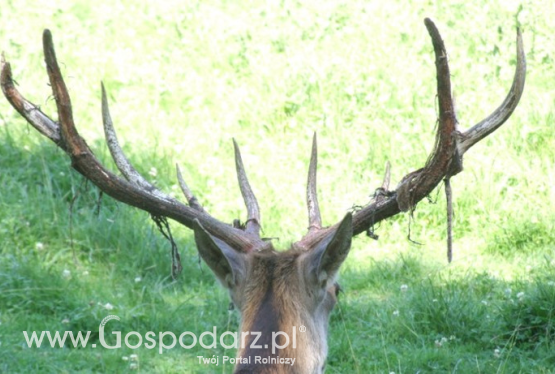 Krwawiące poroże jeleni