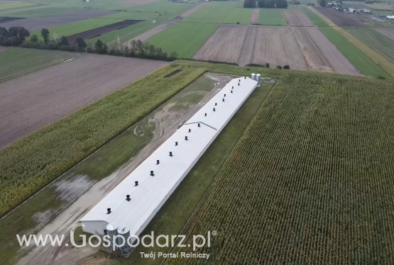 Gobarto zmniejsza zależność Polski od importu wieprzowiny