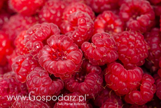 Obroty handlu zagranicznego malinami