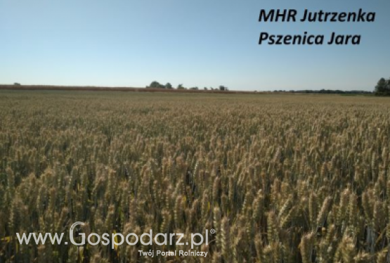 Pszenica jara MHR JUTRZENKA - zgłoszona do Złoty Medal Polagra Premiery 2020
