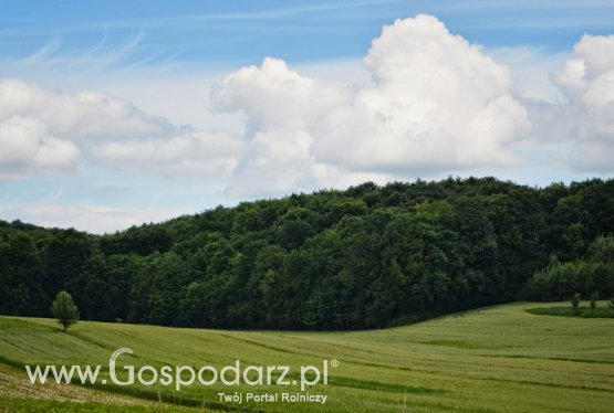 Najlepszy czas w las