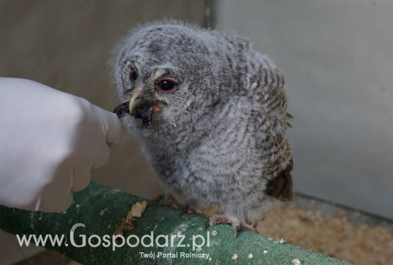 Ptasi szpital pęka w szwach