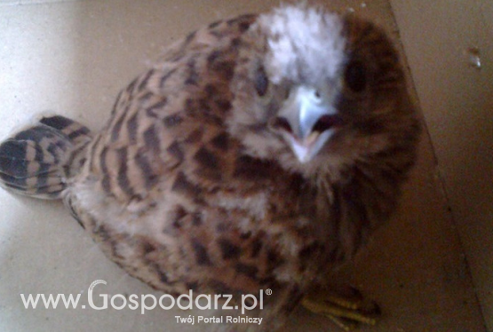 Skrzydlaty pasażer na gapę