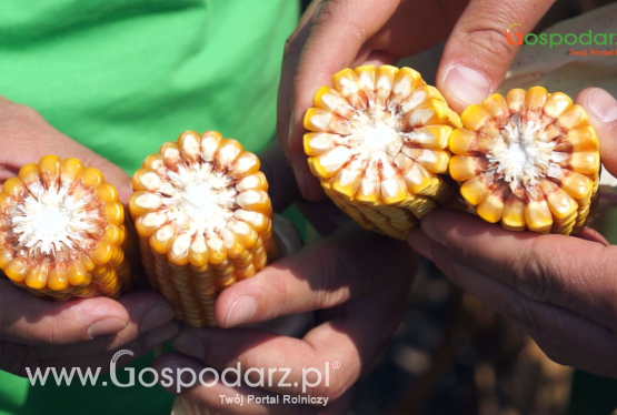 Lustracja kukurydzy cz.1