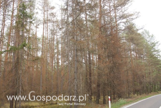 Brudnica mniszka już nie zagraża