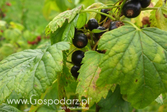 Dlaczego Polska wspiera ukraińskich plantatorów?