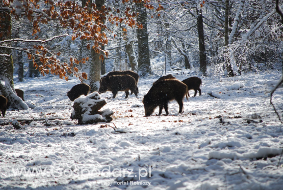 Dzikami zajmie się Parlamentarny Zespół ds. Zwalczania ASF