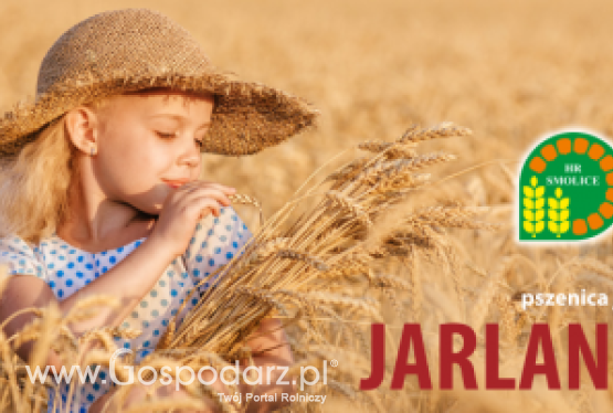 Pszenica jara JARLANKA - zgłoszona do Złoty Medal Polagra Premiery 2020