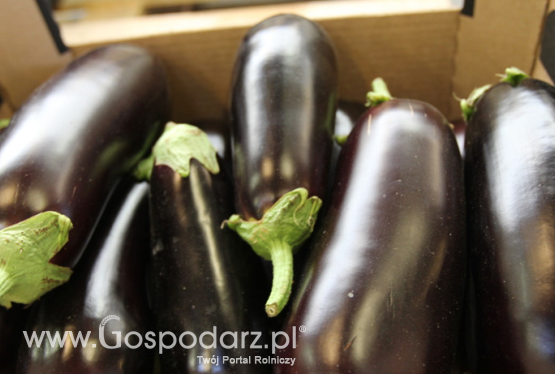 Psianka podłużna (Solanum melongena)