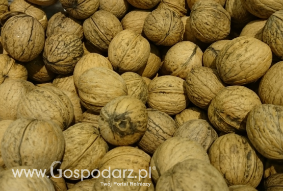 Orzech włoski – (Juglans regia L.)