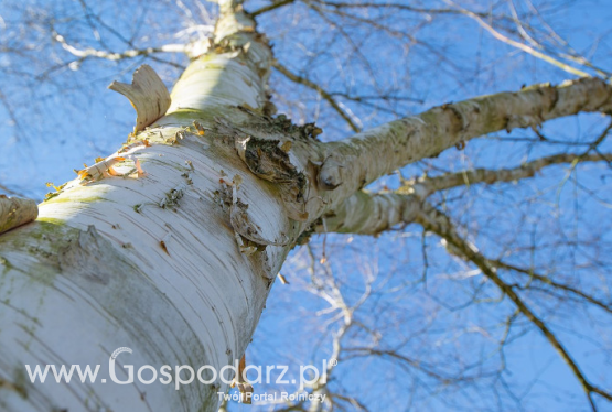 Pożyteczne rośliny oczyszczają środowisko