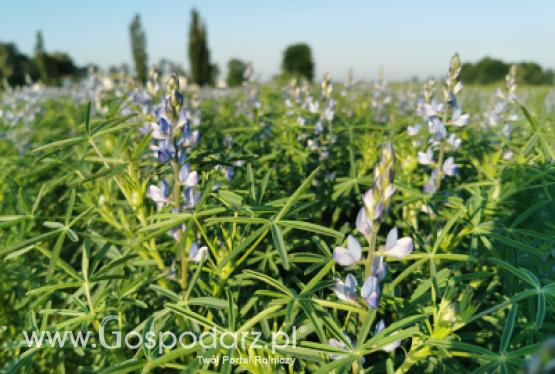 Łubin wąskolistny SWING - zgłoszony do Złoty Medal Polagra Premiery 2020
