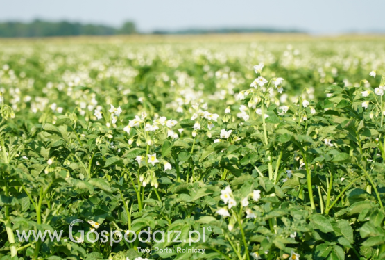 Potato Days Poland 2019