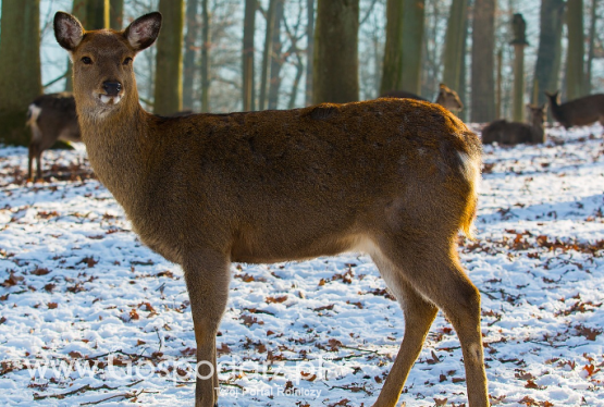 Minister Klimatu i Środowiska w sprawie szkód łowieckich i nadzoru nad KŁ przez Starostwa