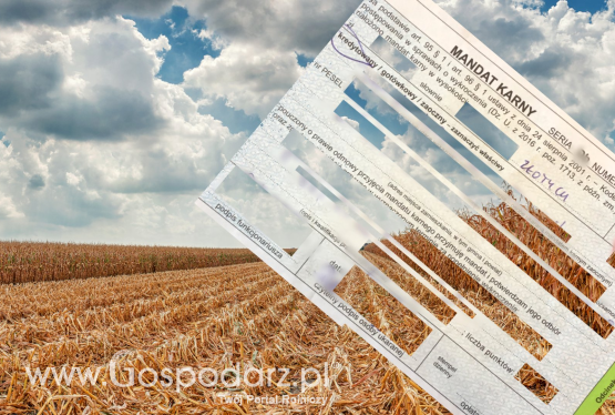 Mandat za lecącą kukurydzę z przyczepy