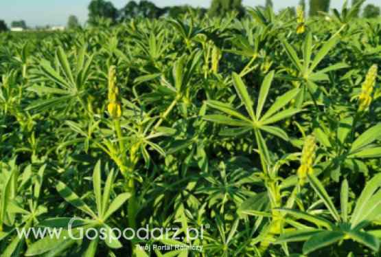 Łubin żołty GOLDENEYE - zgłoszony do Złoty Medal Polagra Premiery 2020