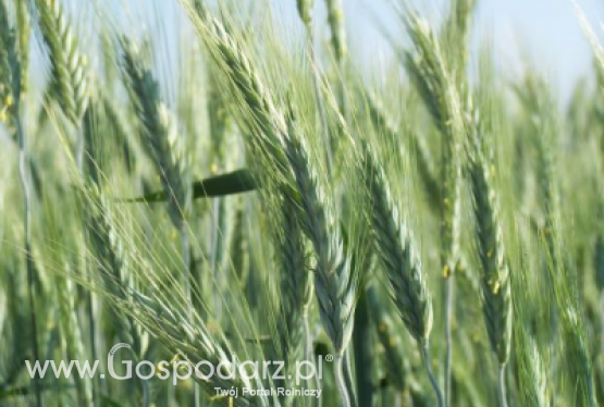 Pszenżyto jare MAMUT - zgłoszony do Złoty Medal Polagra Premiery 2020