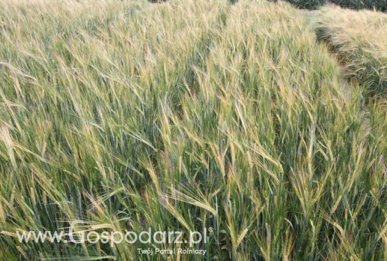 Przebieg warunków agrometeorologicznych