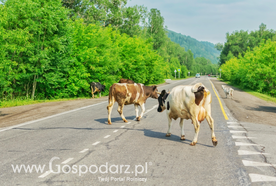 Płatności obszarowe 2021 mogą przepaść.