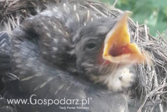 Obserwacja lęgu kwiczoła