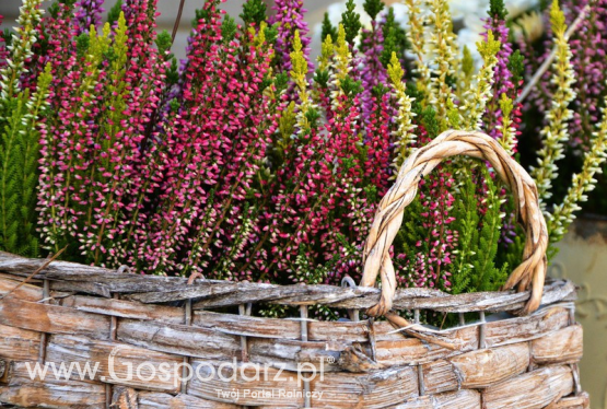Wrzos pospolity, wrzos zwyczajny (Calluna vulgaris)
