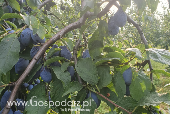 Biedronka kupiła od rolników śliwkę węgierkę po ulewnych deszczach