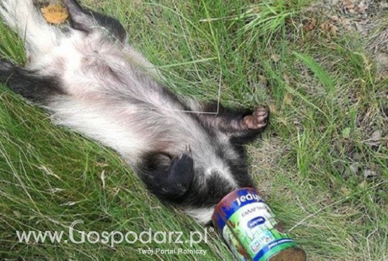 Żarłoczny borsuk miał szczęście