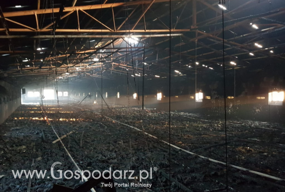Spłonęło 18 tysięcy kurcząt