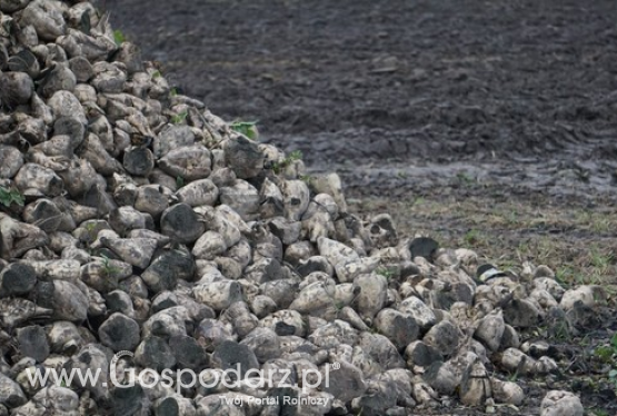 Niezmienna powierzchnia upraw buraków cukrowych