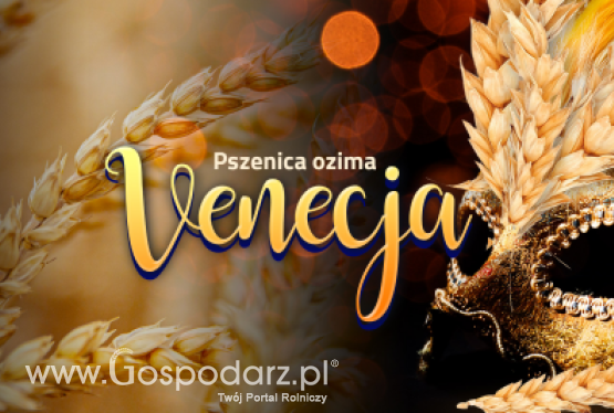 Pszenica ozima VENECJA - zgłoszony do Złoty Medal Polagra Premiery 2020