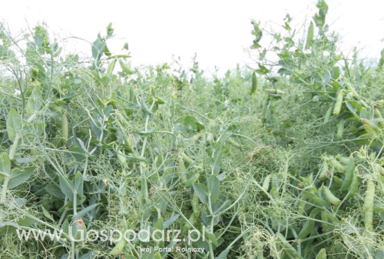 25 czerwca upływa termin naboru wniosków o dopłaty do materiału siewnego